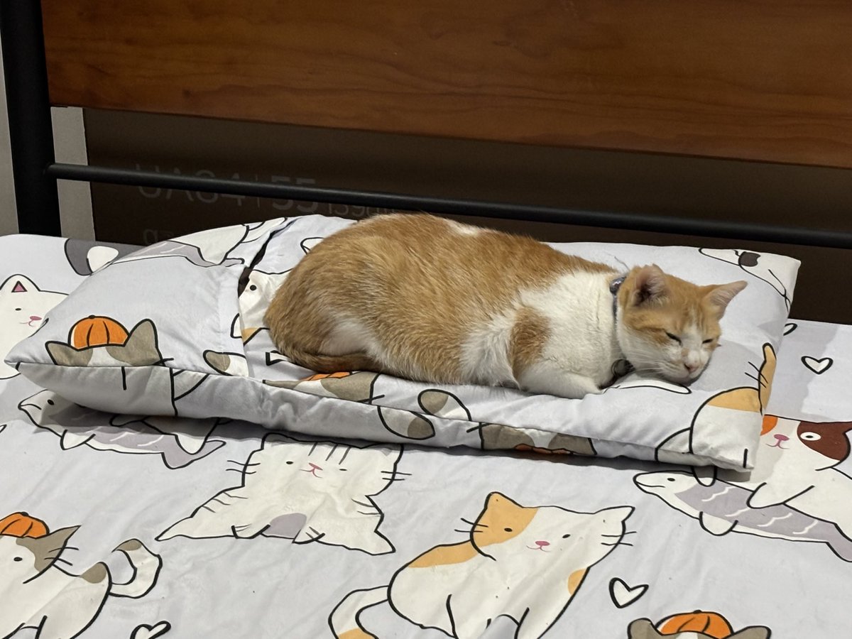 jsubido1's tweet photo. @PostsOfCats https://t.co/8d7zCUSHBv