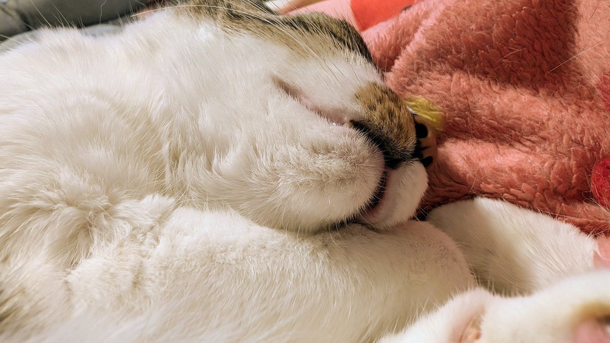 ちょっぴり開いたﾈｺﾁｬﾝのお口の隙間からとれる栄養もある