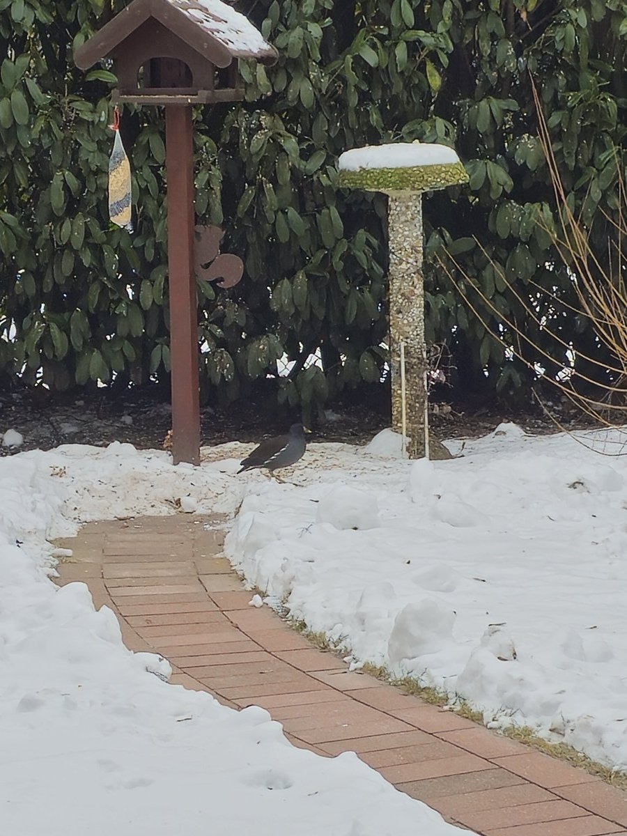 Immer wieder neue Gäste an der Futterstelle. Die haben es aber auch nicht leicht zurzeit. 🥶