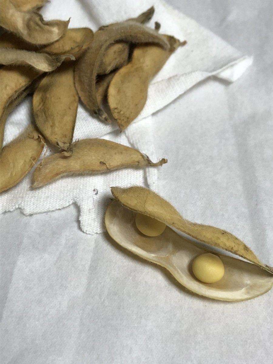 節分が来ると思い出す。
まいた豆から芽が出て枝豆ができそれを食べて残りは大豆まで育てて収穫し次の年その大豆撒いてまた収穫したことを。