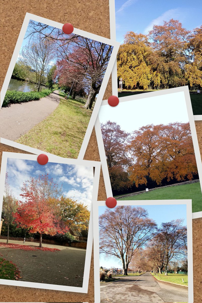 phil0073's tweet photo. #CopperBeeches plus. #PhilOnaBike #SherlockHolmes #treepeople https://t.co/dpq59ZRSoP