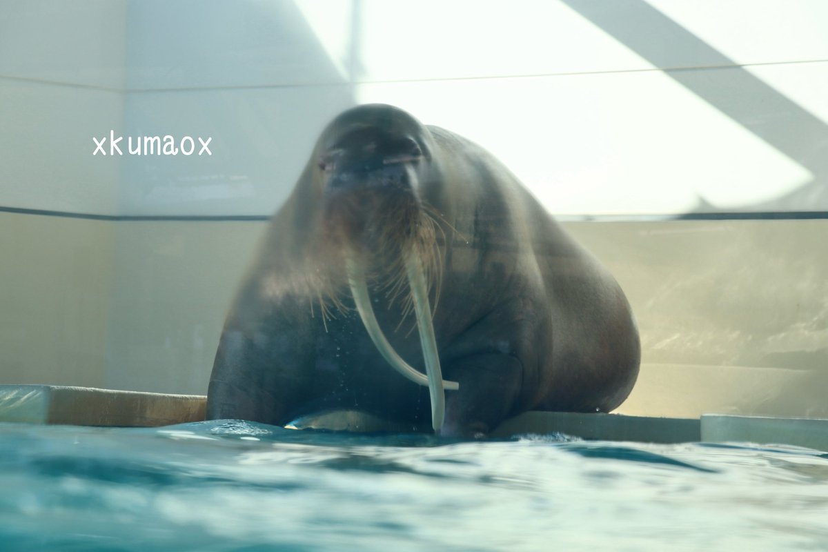 kuma (@XkumaoX) / Posts / X