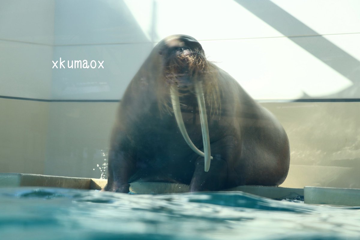 kuma (@XkumaoX) / Posts / X