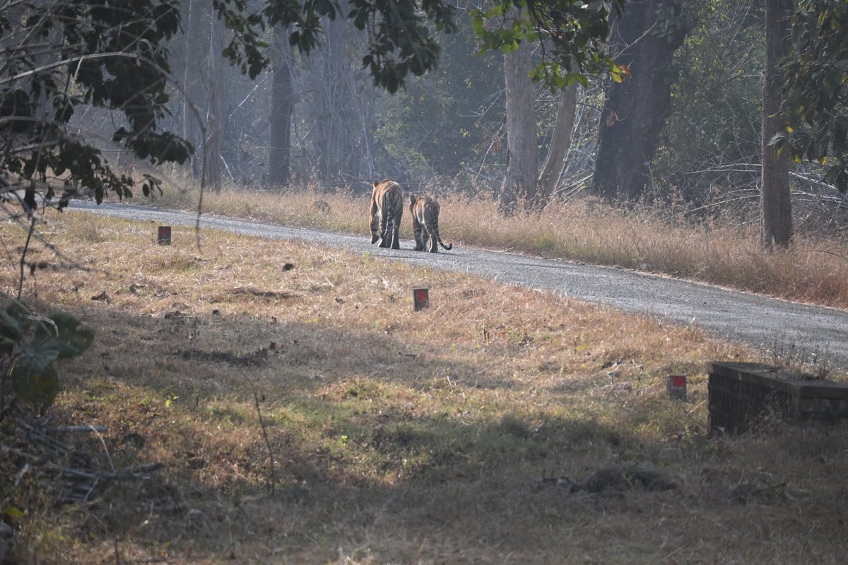 Ammar_Ind's tweet photo. Tadoba National Park https://t.co/aqaT8j1OaK