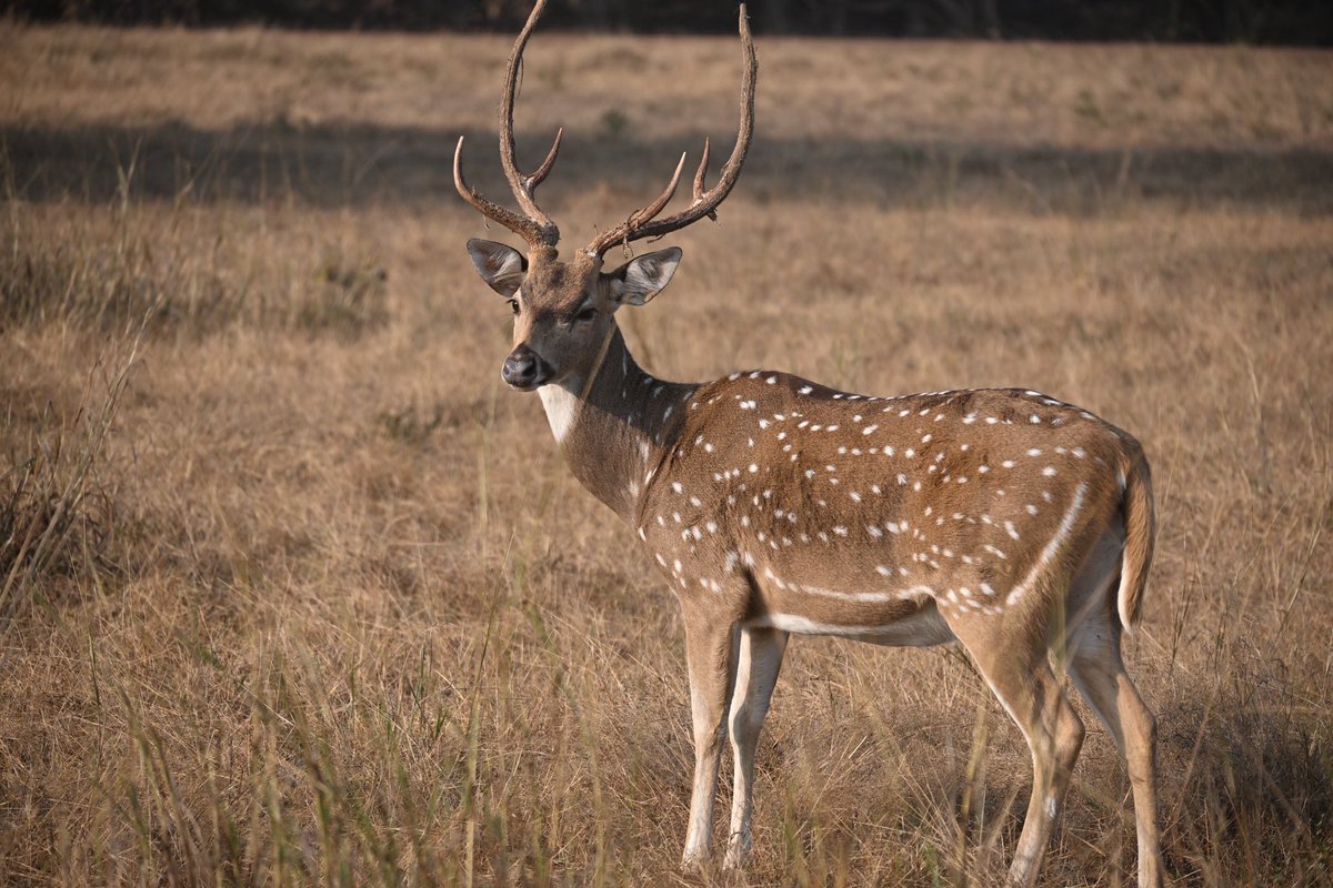 Ammar_Ind's tweet photo. Tadoba National Park https://t.co/aqaT8j1OaK