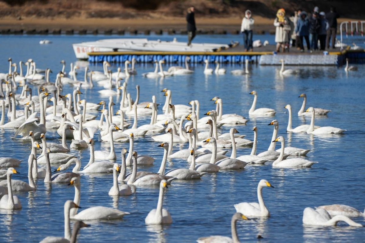 山東省威海市栄成自然保護区には、数多くの白鳥が訪れる。#GreenChina