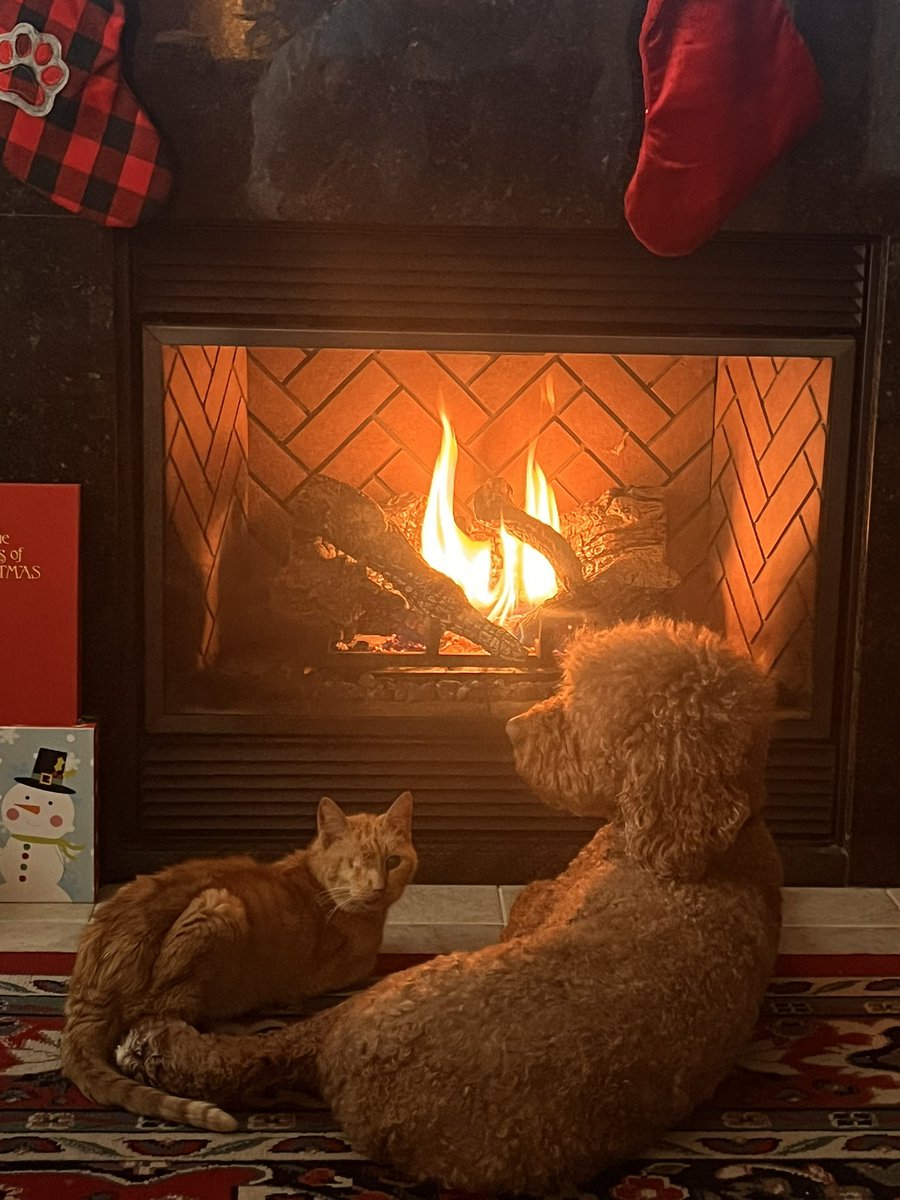 CarlaaCoffee's tweet photo. Yesterday I lost my best friend.I woke up like any normal day, doctor appointment set for Tuesday morning,and Monday morning found her sleeping peacefully. She was 15 years young so I knew it was time soon, but thought I had more time, I’m happy she went on her own in her sleep💕 https://t.co/RTdyWPXMoA