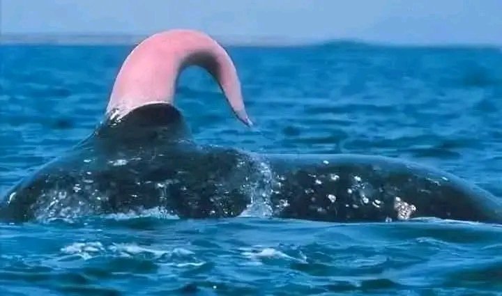 The penis of a blue whale is 2.8 meters long. When it ejaculates, it releases 1,800 liters of semen. It only takes 200 liters to impregnate the female.
When you take a few sips of water on the beach, remember where the remaining 1,600 liters are.