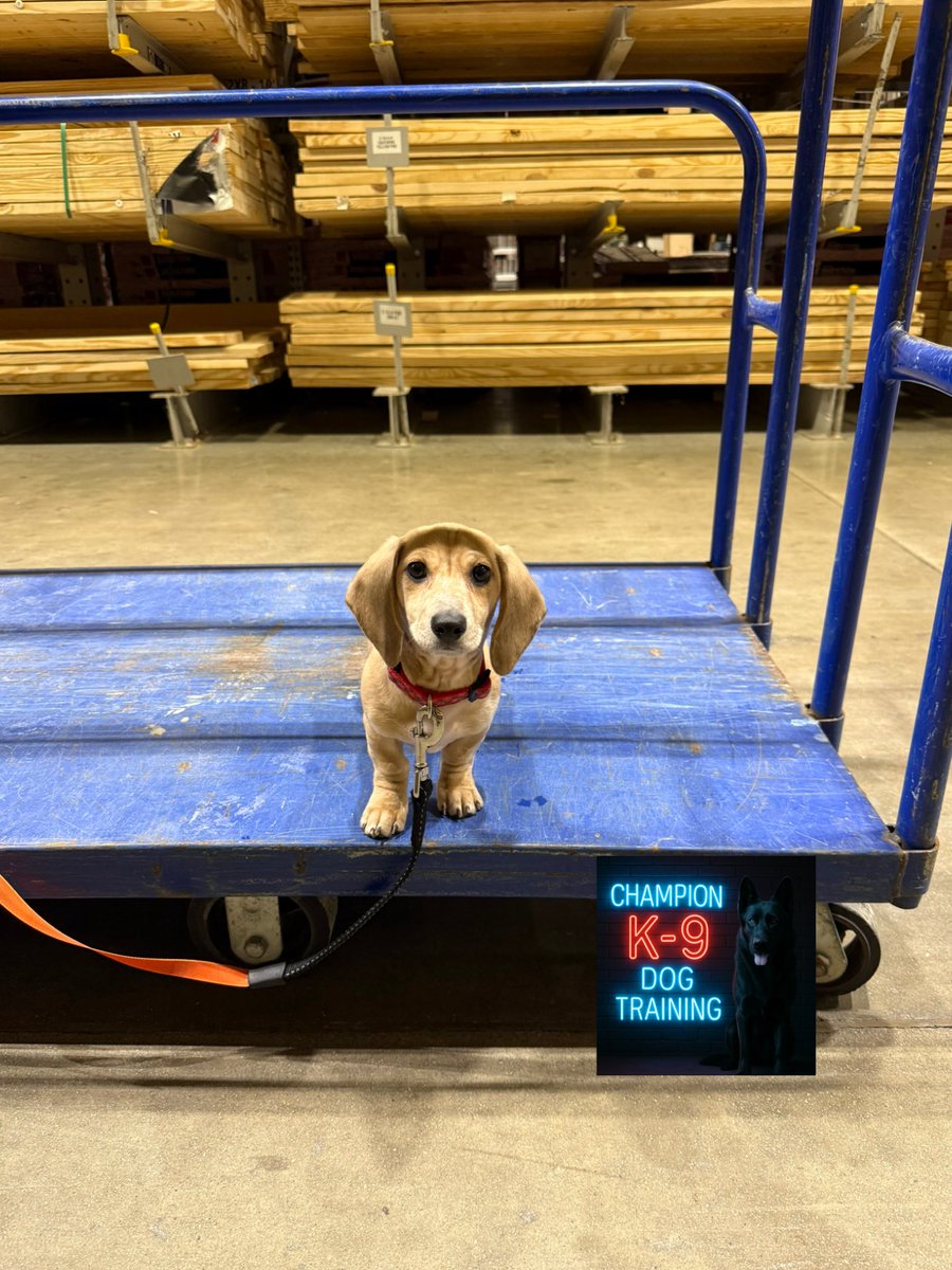 The Little Guy (Kobe/Mini Dachshund Puppy) and I took our afternoon training session to our local Lowe’s (Xenia Ohio).