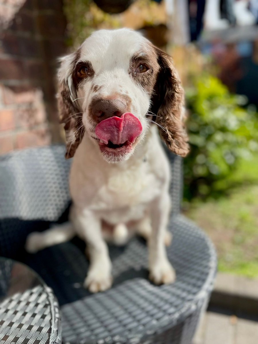 Retired Police Dogs Merseyside tweet media