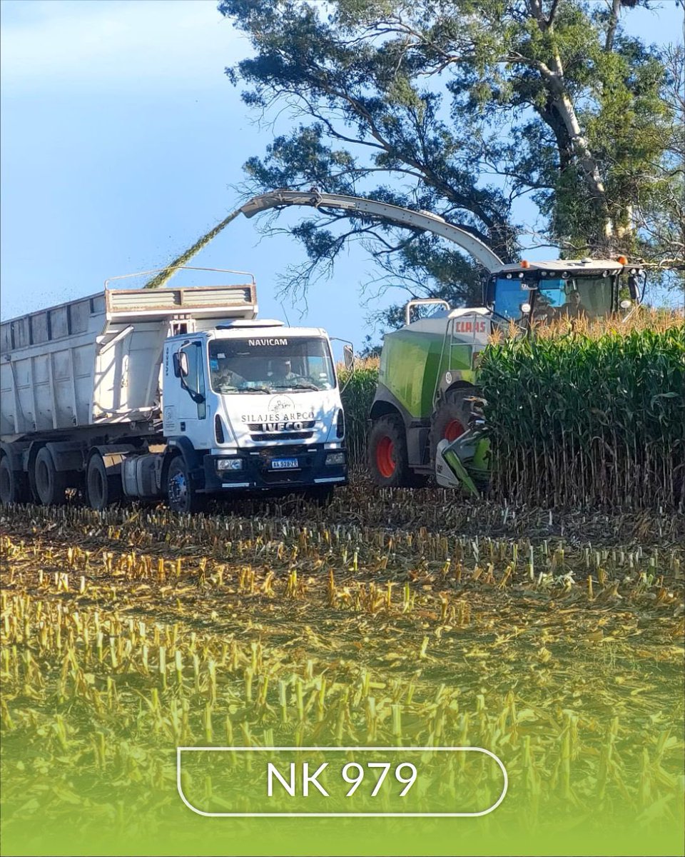 agronucleo's tweet photo. 🌽 NK 979 – El Crisol, Salto
Resultados a campo: 50 tn de materia verde/ha.

Evaluamos el híbrido NK 979 con destino silo, confirmando su potencial productivo y estabilidad en cada recorrida.

🤝 Agronucleo. 

#serviciosagropecuarios #maicesnk #cercadelproductor https://t.co/j0j5GI4mt1