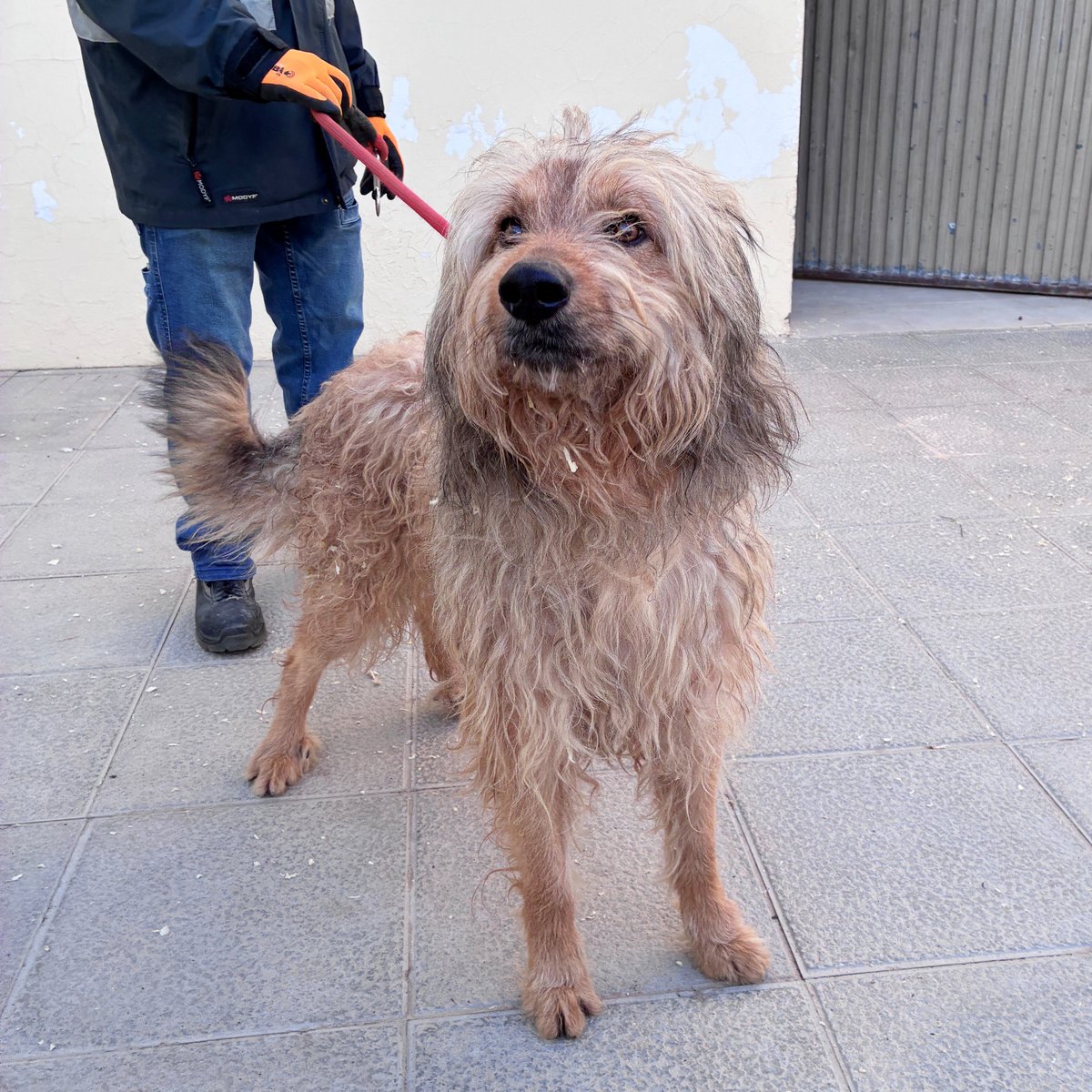 El Refugi dels Peluts tweet media