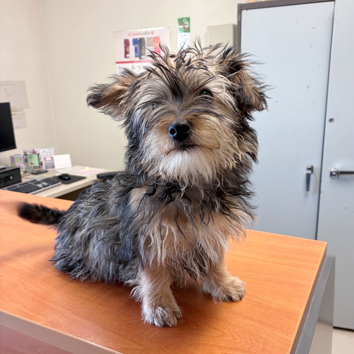 El Refugi dels Peluts tweet media