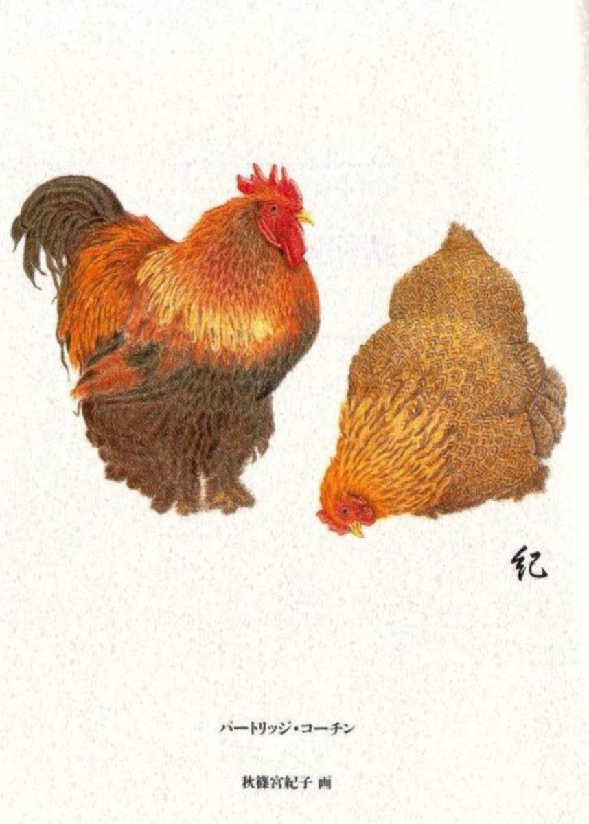 kusuno_k1's tweet image. 秋篠宮さまの研究をまとめた本「欧州家禽図鑑」に、紀子さまが描かれた鶏の絵

＞陰に日向に、紀子さまは秋篠宮さまを助けていらっしゃるのがよく分かります

紀子さま凄い🥰✨