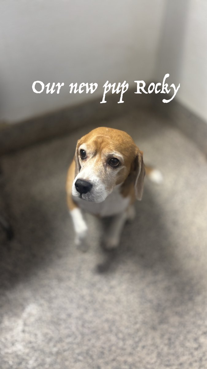 City Dogs tweet media