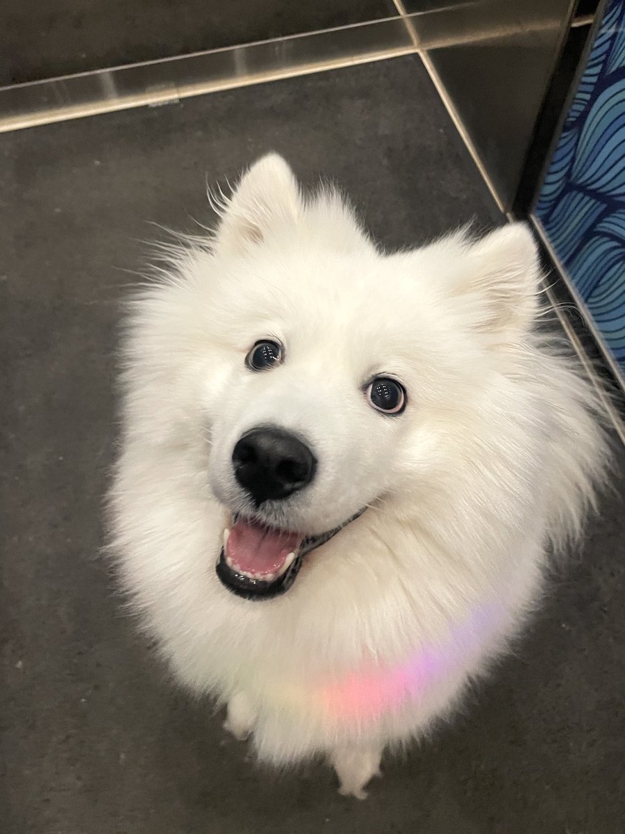 Майская tweet media