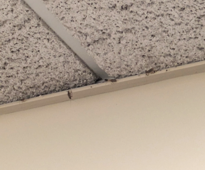 A student’s social media comments calling out <a href="/ClaytonState/">Clayton State</a>’s alleged cockroach infestation got blocked instead of addressed.

CSU’s Instagram acts as a digital town square, and blocking a student from it limits access to official news.

How’s that for encROACHing on rights?