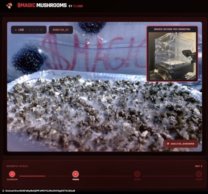 isthatmystic_'s tweet photo. Gm gm guys! 

$MAGIC is definitely growing at a rapid rate!! Part of the reason I wanted to start the project right away instead of when it was already showing mushrooms is because it really is magical to see the fluffy white mycelium completely take over the substrate and we can all see the progress everyday while getting closer to seeing those beautiful pins (magic mushrooms).

My estimate is 1-2 days and we will se it fully covered and it start to pin which I can’t wait for 🫡

Last night we had 0 interruptions on the livestream since I updated the server to be on its own website which was a small win but big relief for me knowing I can sleep and not worry about anything happening 🙏

We also have the YouTube livestream up and running now and connected to our website so people can see $MAGIC ‘s growth on there 24/7 too but our first YT livestream attempt got taken down due to a copyright strike for the trippy music but I found a copyright free mix and our 2nd livestream has been going strong for over 12 hours now so we are good! 

I have a few things to do today like apply for coin gecko and get us on listed on other places aswell as get the last two streaming platforms running twitch and kick so I’ll get to work but much love to everyone holding it down and sharing with your friends much appreciated & a big thanks to @Pumpfun @a1lon9 @openclaw @moltbook @claudeai as always 🙏

Also if you see this don’t fade..

@Kingstaccz @orangie @lynk0x @CalebSol @notthreadguy @flipski77 @jackduval @wheres_lodo @rasmr_eth @Megga @OnlyTerp