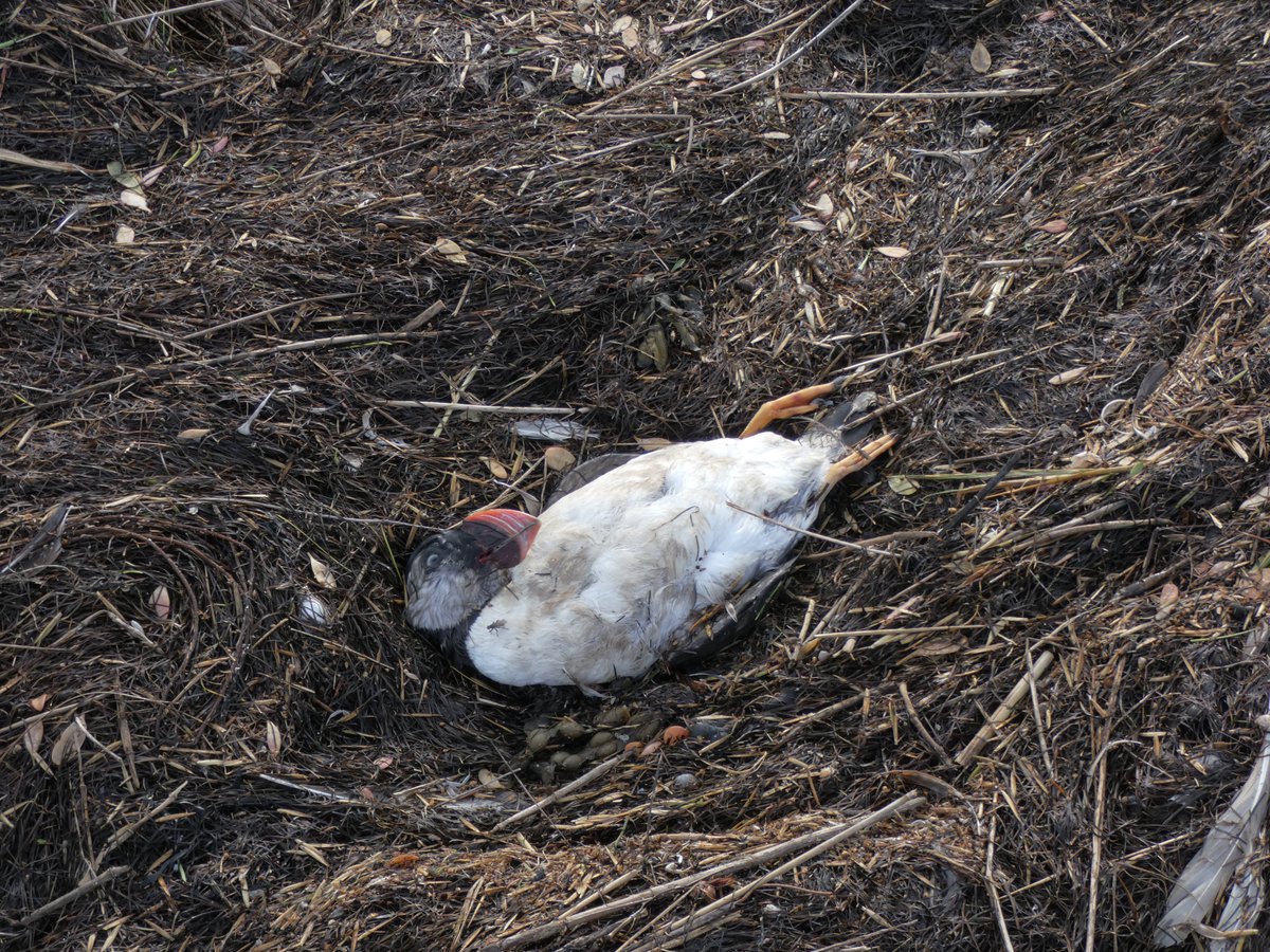 BirdTrack tweet media