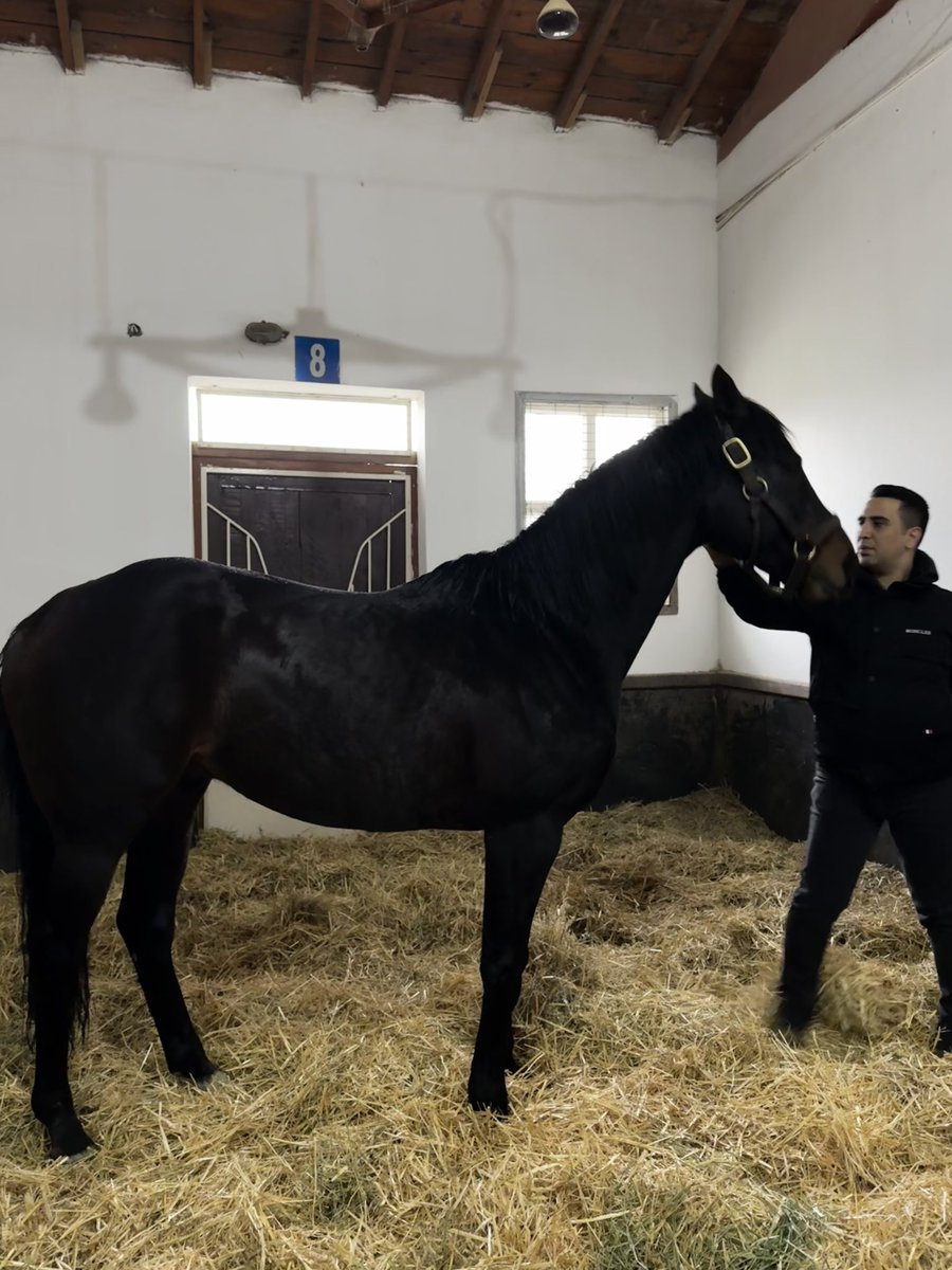Refik Yiğit tweet media