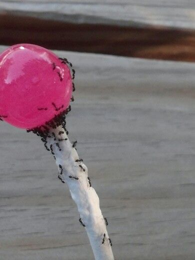 0xHao_'s tweet image. Lindy effect cannot be achieved in the current system and culture.