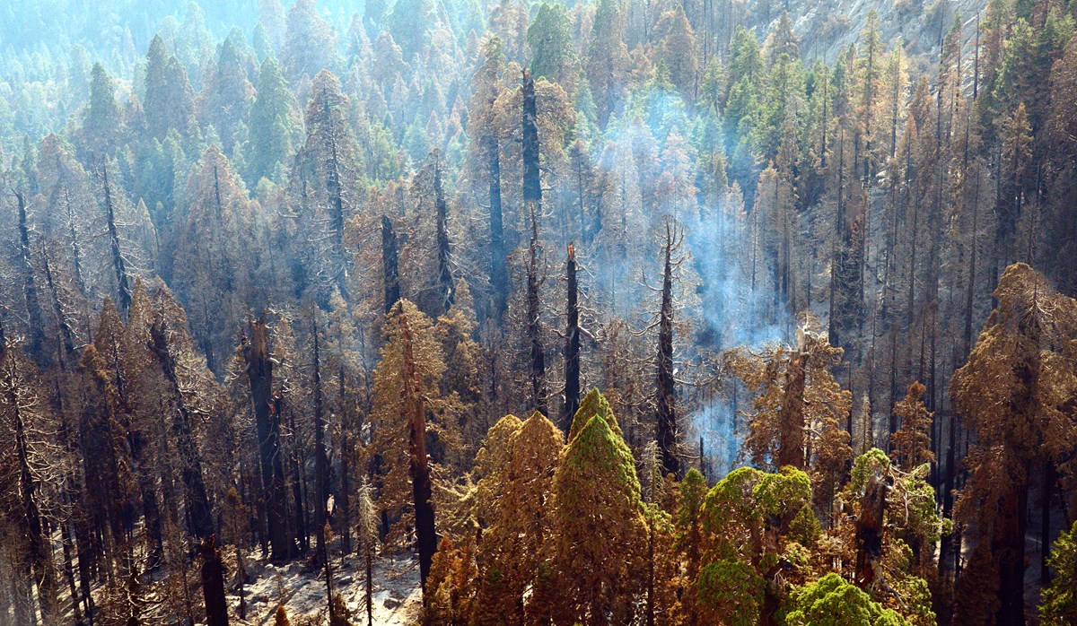 RedZone_co's tweet photo. Patagonia on Fire: Los Alerces National Park Faces a Wildfire Crisis https://t.co/5XDkL8M4vR https://t.co/AnGsVME1fq
