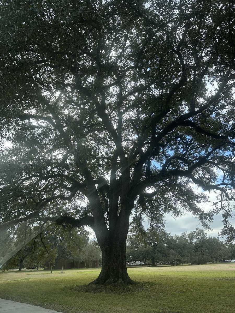 OakTreeAndMe's tweet photo. Tree of the Week https://t.co/btwRGzzzWO