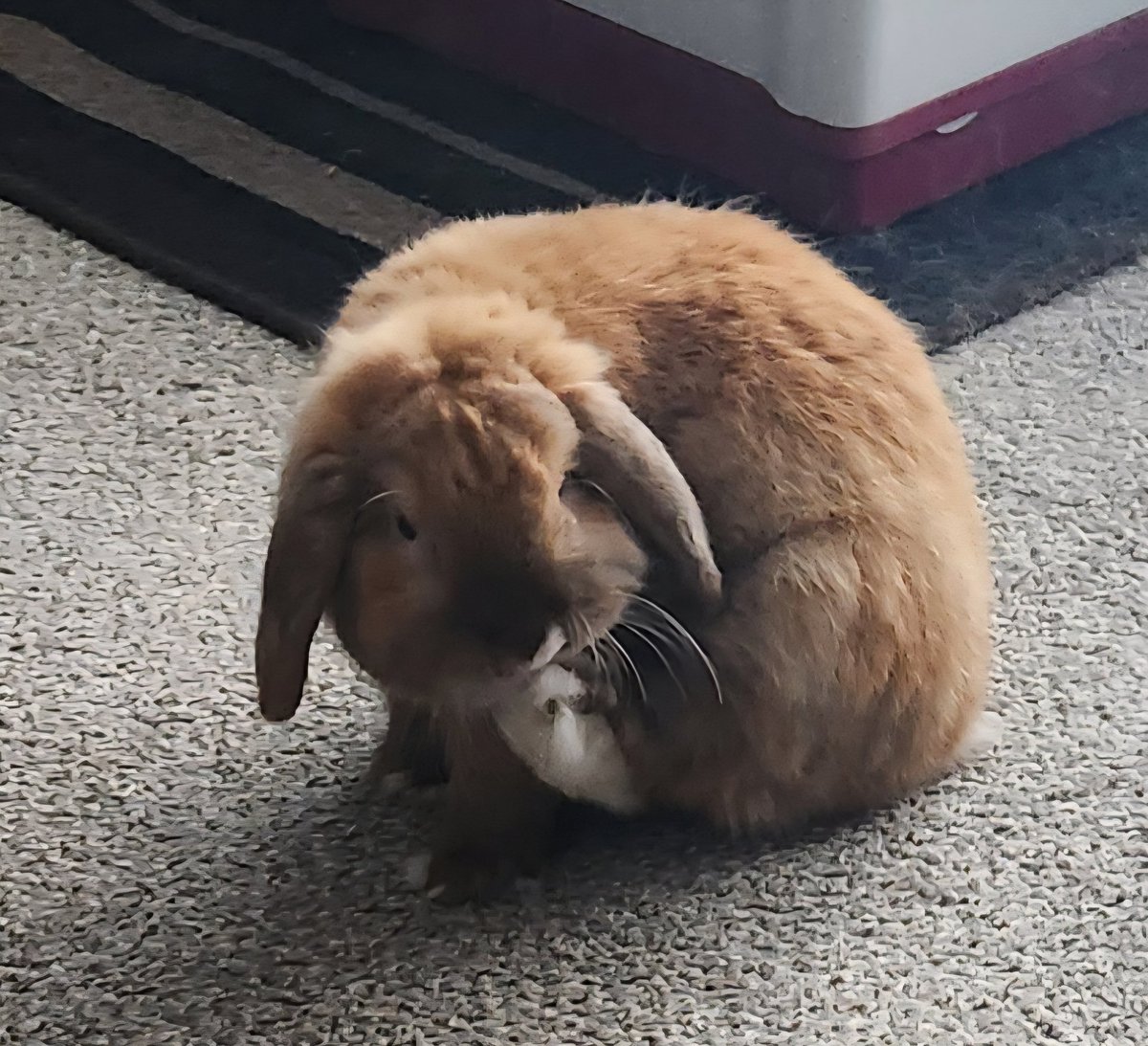 Zan Blackk tweet media