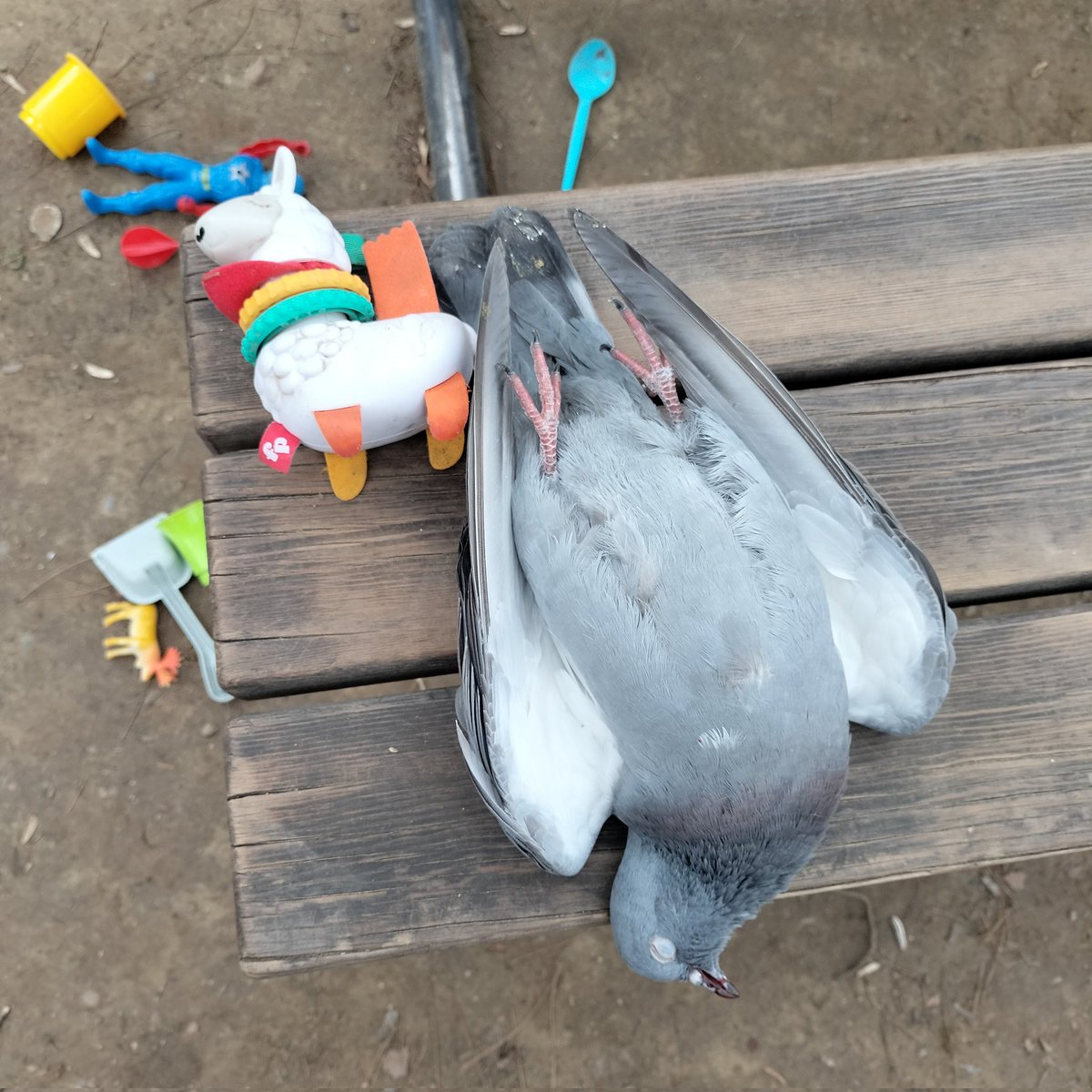 Dün gece Berât kandili Nezâhat hanım Câmî merdivenlerinde şalını düşürüyor. Ağırlıkları atarak arınmak, yoklukla gitmek gerek..Nezâhat işler bunlar.. 
...
Biz şol abdalız bıraktık eğnimizden şâlımız... 
Varlığından soyunup üryân olan anlar bizi...