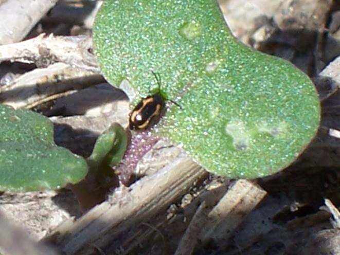 Manitoba Agriculture tweet media