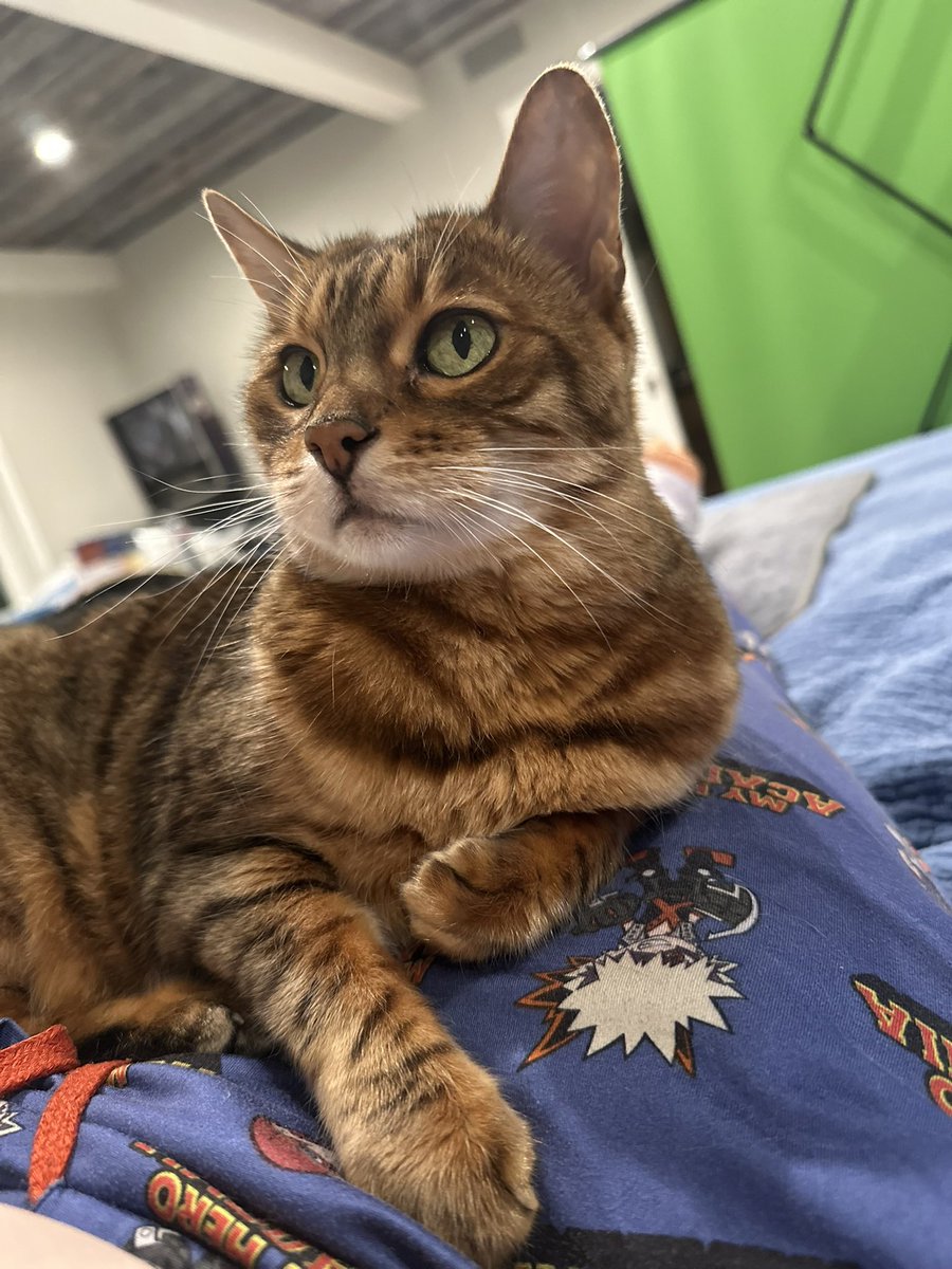 SkinnsH's tweet photo. I return to being sad news. My beloved cat Penny passed away yesterday. Rest in peace 2012-2026 💔 https://t.co/T7GFAg7RKs