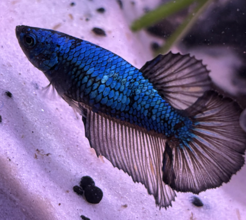 rest easy syrax ❤️