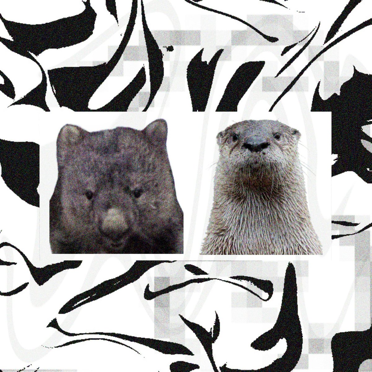 pty 🔻🇮🇪 tweet media