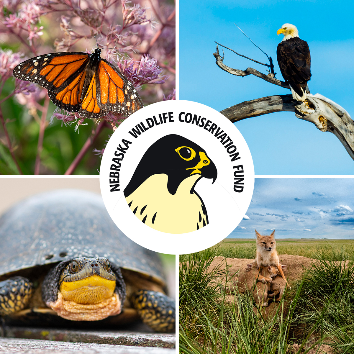 Did you know? Nebraskans can support wildlife conservation by donating to the Nebraska Wildlife Conservation Fund. 🦊

A donation of $1 or more helps several hundred species that are endangered or threatened. Learn more: brnw.ch/21wZCSG

📸: Jeff Kurrus &amp; Justin Haag