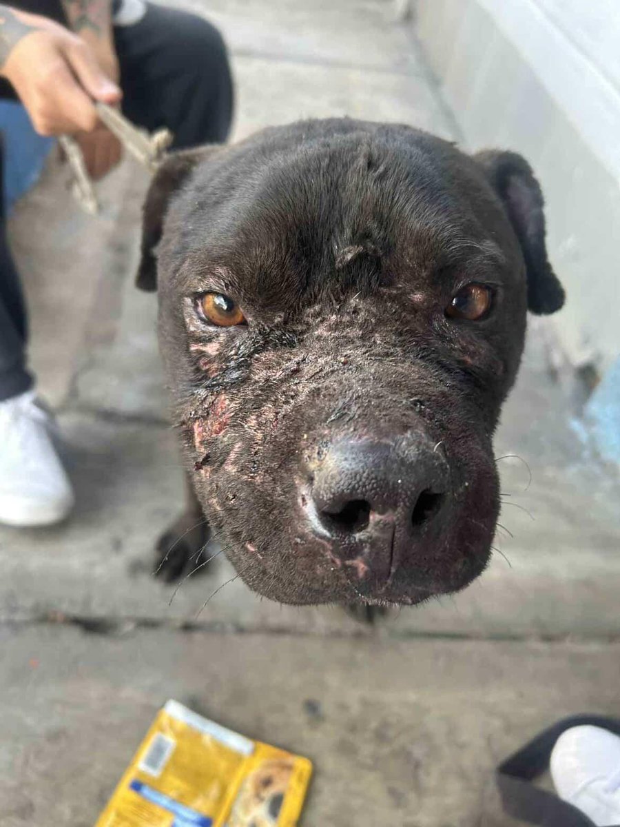 Este hermoso rescatado busca una segunda oportunidad con un hogar para siempre.  

Le darias una oportunidad?

Contacto 5524599082