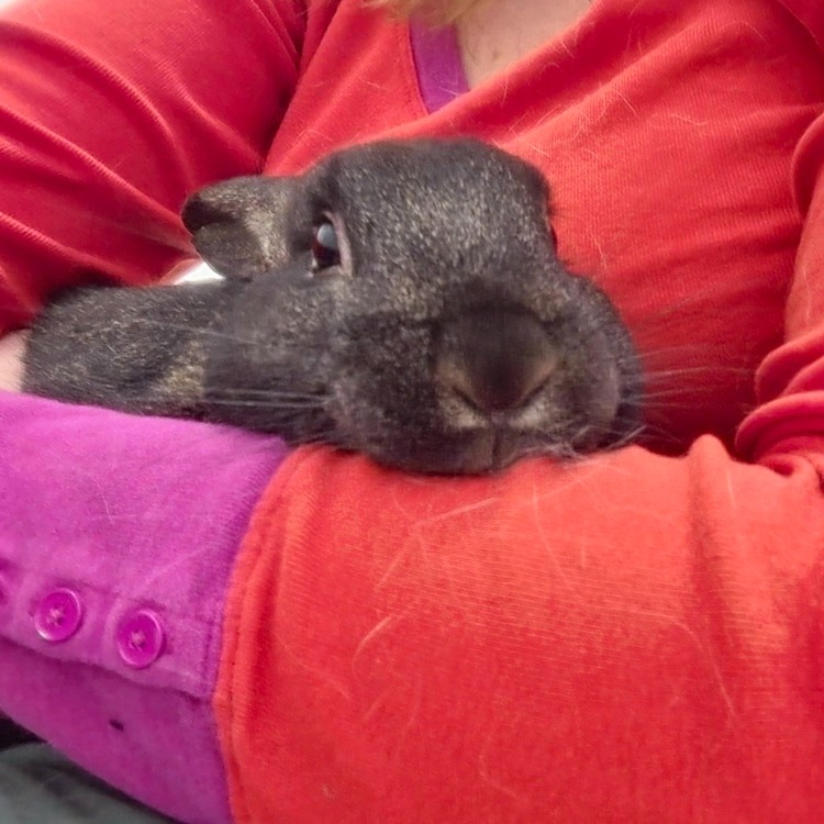 RabbitNetwork's tweet photo. Meet Angelo! 👋 You'll probably notice that this handsome boy has a gorgeous coat of deep brown fur speckled with silver. 🐰 Angelo is a friendly #bunny and is always sure to greet people as they enter the room (even if he's busy eating hay!) Learn more: https://t.co/nwMJUdi5rn https://t.co/HZBsgmi8Yz