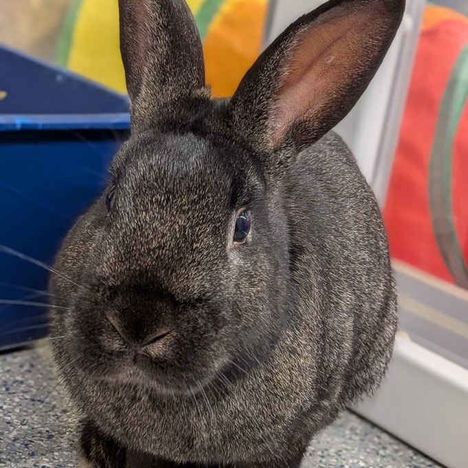 RabbitNetwork's tweet photo. Meet Angelo! 👋 You'll probably notice that this handsome boy has a gorgeous coat of deep brown fur speckled with silver. 🐰 Angelo is a friendly #bunny and is always sure to greet people as they enter the room (even if he's busy eating hay!) Learn more: https://t.co/nwMJUdi5rn https://t.co/HZBsgmi8Yz