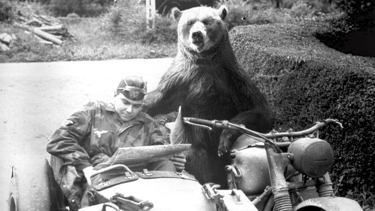 Jessicaluvsct's tweet photo. Everyone knows Wojak, but ever heard of Wojtek?

Wojtek was a Syrian brown bear who fought in the Battle of Monte Cassino

a literal trench bear, btw never ran before

also went viral multiple times on X and tiktok

https://t.co/Vpit9YQiuK

https://t.co/5kXDdSlAfk (6M views) https://t.co/VQbvZOFBbj