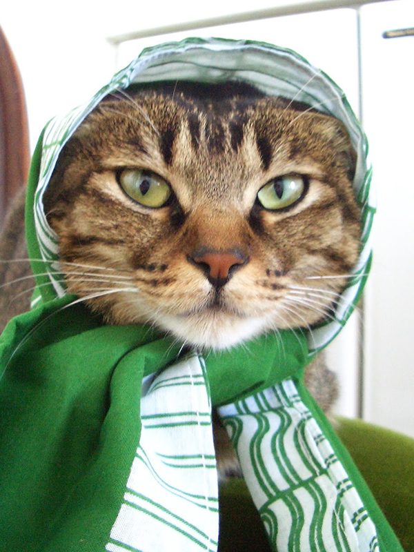 にゃぱねっと♂ (@288os) / Posts / X