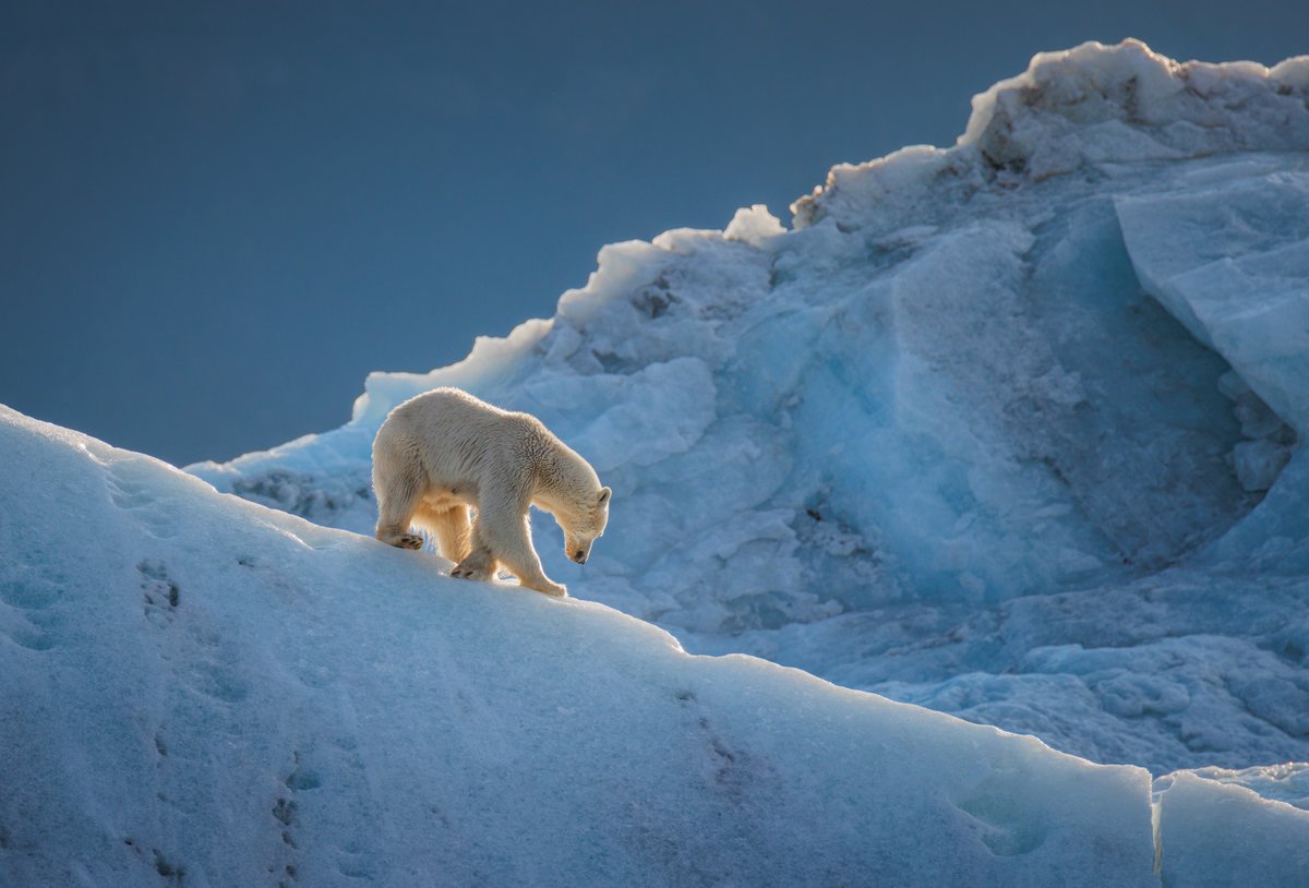 Forever Buffs 🦬 tweet media