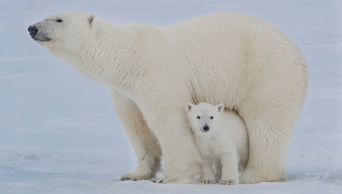 Forever Buffs 🦬 tweet media