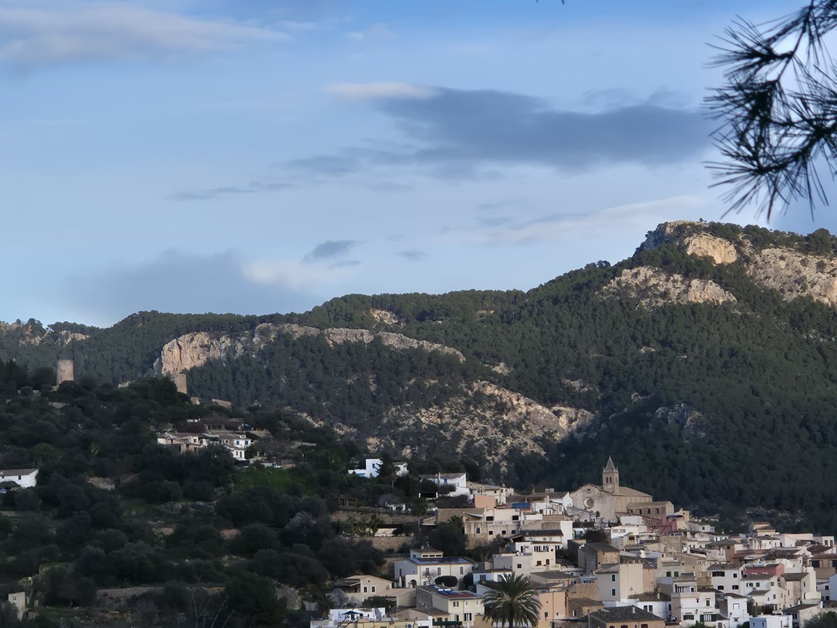 EnsenyatAntonia's tweet photo. @MiquelSalamanca Sempre aprenem coses. Gràcies, Miquel. Idò avui horabaixa, he aprofitat per fer una volta dins el comellar. Un peu violeta, un bolet de soca, la regeneració de la garriga i el meu poble...#Andratx https://t.co/tiUYRKFduT