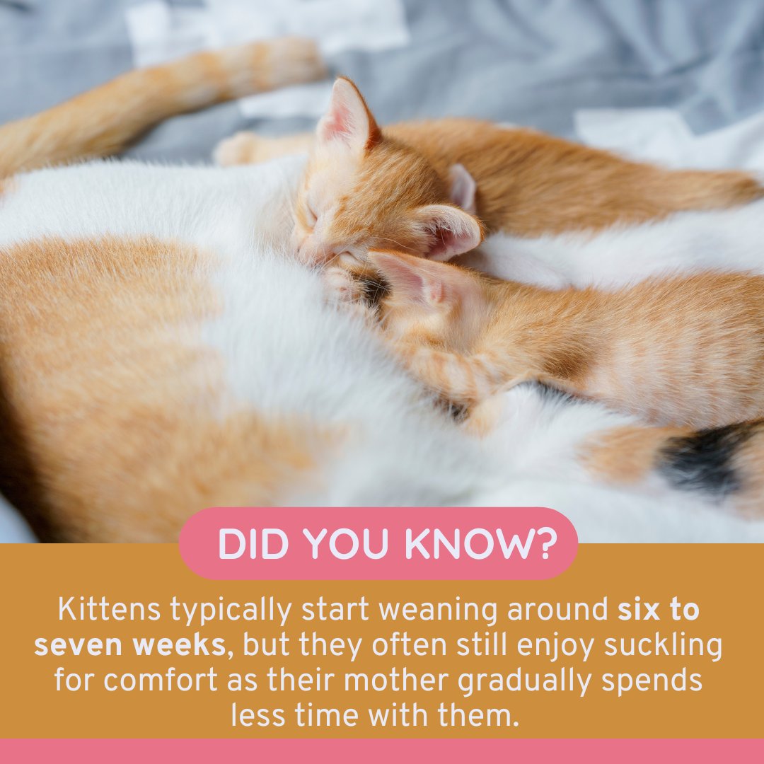 vetvillage's tweet image. 🐱 Kittens don’t just nurse for nutrition—they suckle for comfort too! This soothing behavior helps them feel safe and secure, even after they’ve started eating solid food.  💕 bit.ly/3BxNAYK 

#KittenDevelopment #VeterinaryVillageLomira #VetVillagelLomira