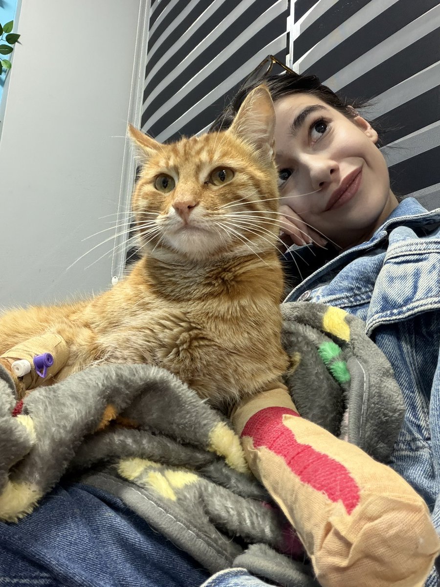 zor durumda kaldım çünkü maddi anlamda biraz kötüyüm dün bu bebek 5. Kattan düşüyor ve fakülteye gidiyor arka ve ön sol kırık. Sahibi yaptırmayacağım diyip bırakıp gidiyor sabah barınağa gitmeden dayanamadım aldım ama kırıklar kötü acaba birileri bizi görür mü?