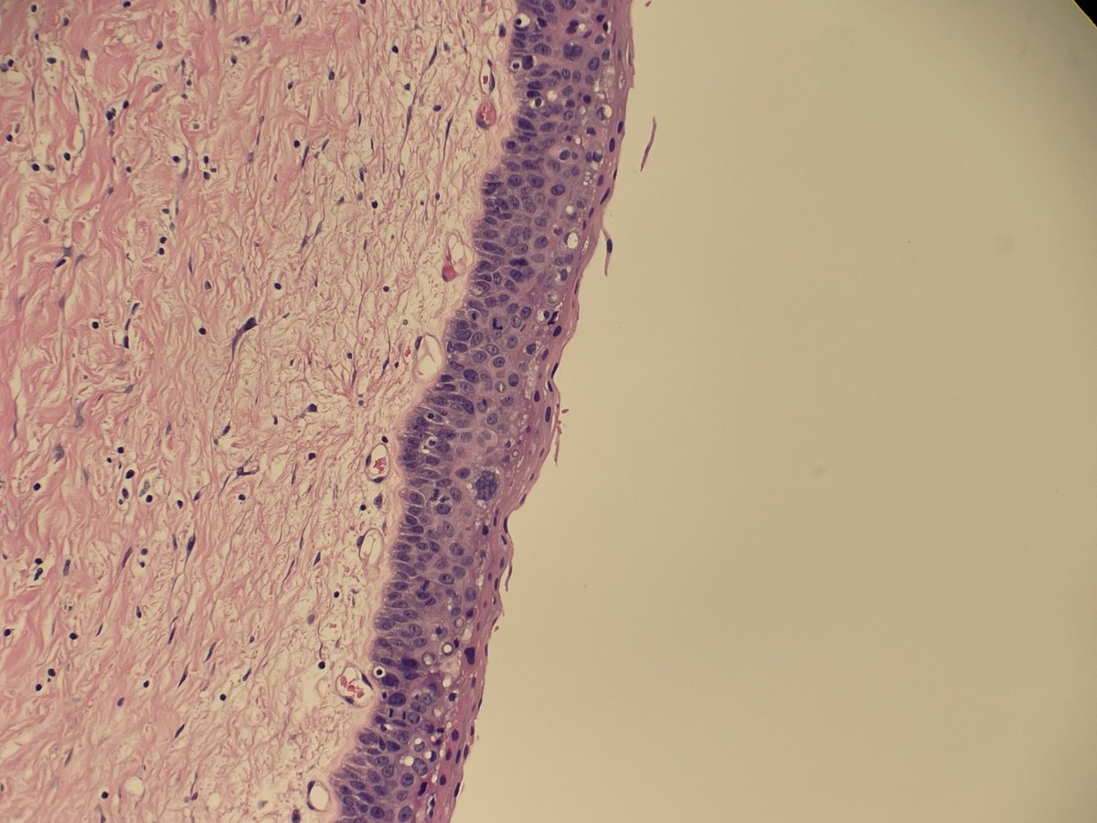 somayeh boshagh tweet media