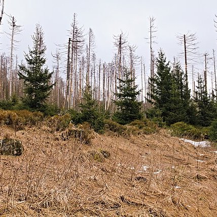 TheNatureFund's tweet photo. Forest Dieback in the Harz Mountains Reveals a Growing Climate Crisis #barkbeetle #Germany #forests
https://t.co/J347CnxztC https://t.co/3zILiACO8x