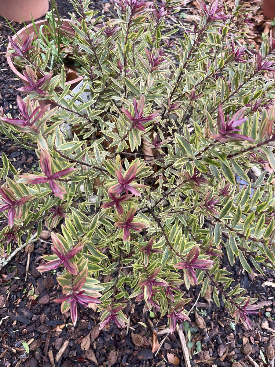 My hebe purple shamrock. The one plant in flower in my garden😀