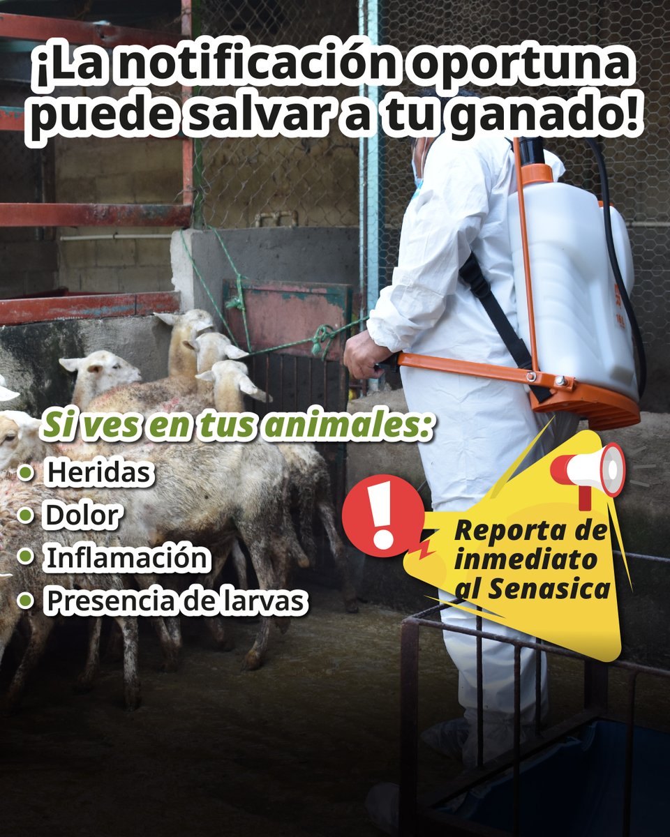 SENASICA's tweet photo. La vigilancia permanente de #Senasica busca detener la dispersión del #GusanoBarrenadorDelGanado. 🐮🌱

Reporta sospechas al teléfono 
☎️800-751-2100 
📱WhatsApp 55-39-96-44-62

#SinHeridasNoHayGusaneras 
#SenasicaActua #GBG https://t.co/SQLussSgsF