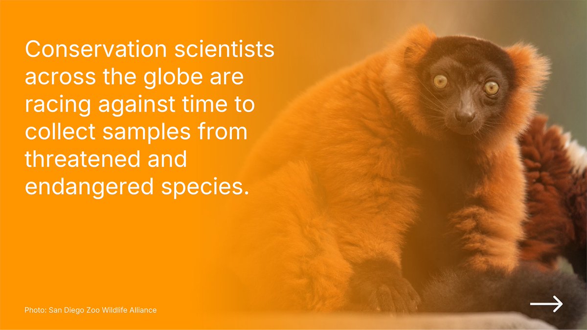 illumina's tweet photo. We’re teaming up with the @sandiegozoo to investigate fifty years of preserved biodiversity from up to 4,000 samples in the legendary Frozen Zoo® — a living archive of threatened and endangered species (1/2) https://t.co/VqCmvmHFot