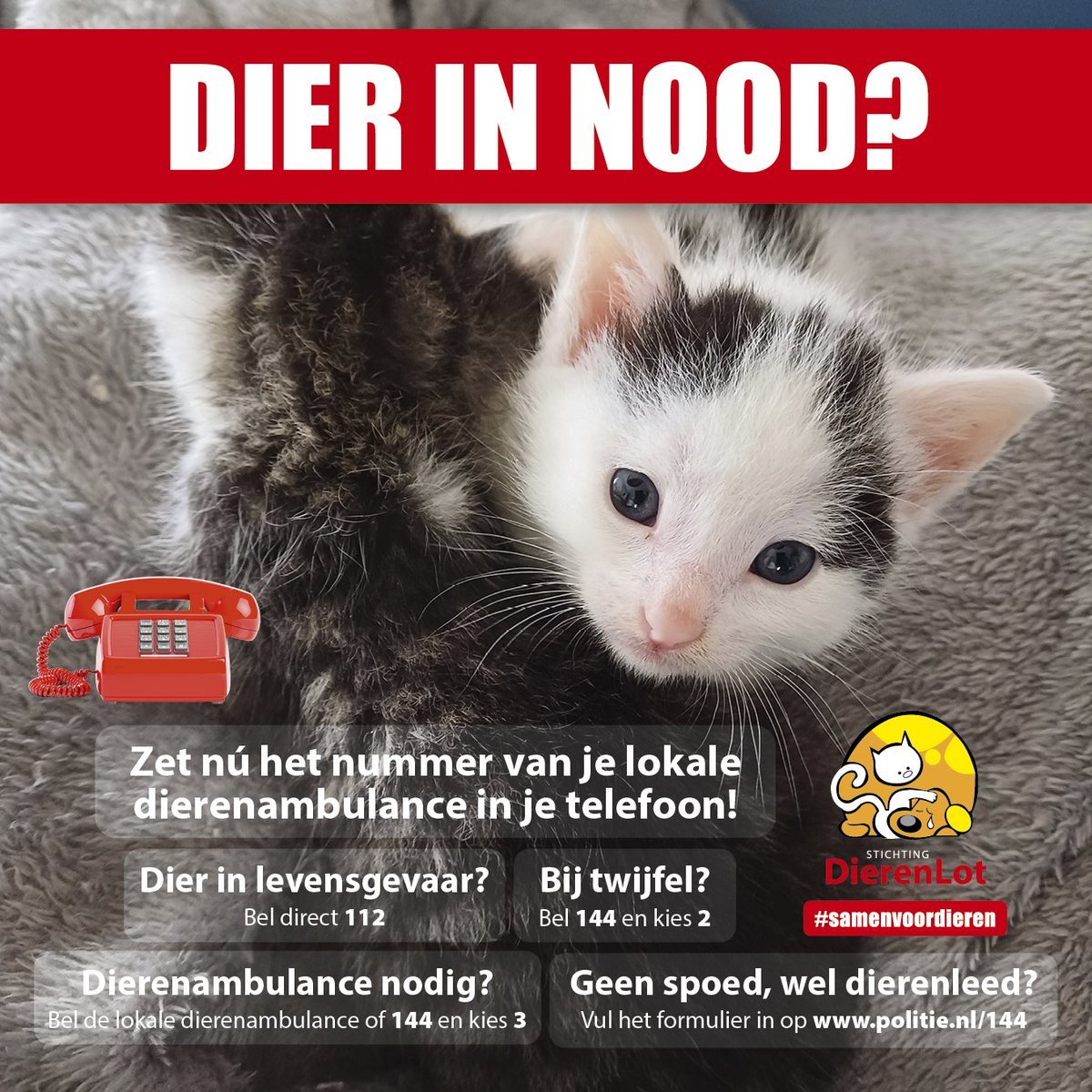 DierenLot's tweet photo. Zie je een dier in nood? Zorg dat je altijd deze telefoonnummers bij de hand heb!
#dierenhulp #samenvoordieren #dierenambulance @Meldpunt144 https://t.co/1kQKokzXuU